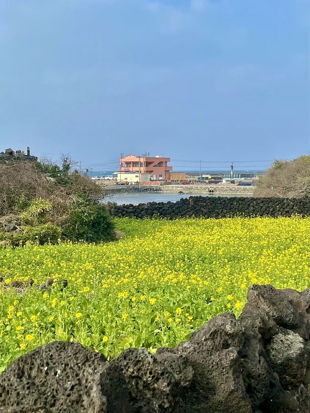 나만 알고싶다.. 우연히 발견한 골목길 안 유채꽃밭🌼