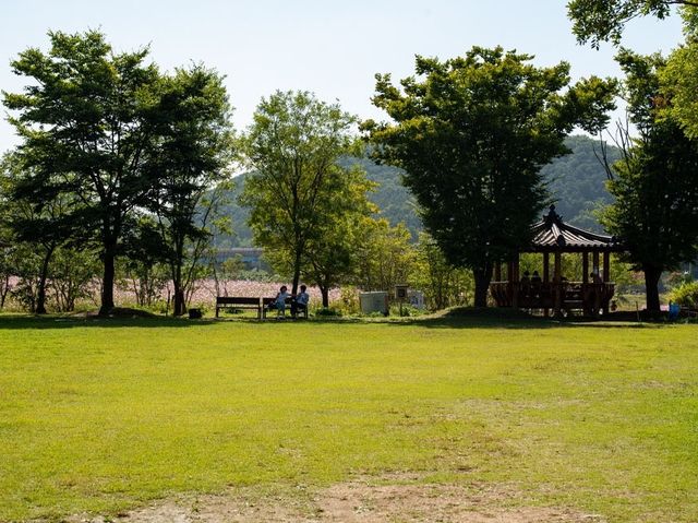 주민분들만 아는 파주 코스모스 여행지