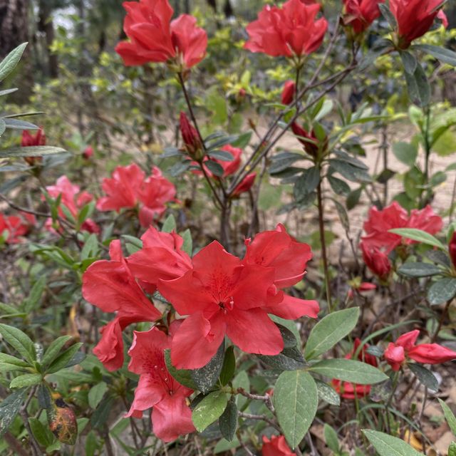 黃橙花風鈴木盛放｜市區賞花好去處