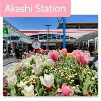 【兵庫県 明石市】季節の花咲く明石駅🌸🌸🌸