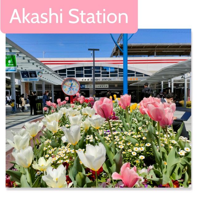 【兵庫県 明石市】季節の花咲く明石駅🌸🌸🌸