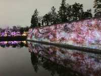 京都　SAKURA 桜めぐり❗️二条城のライトアップされた夜桜に感動❗️