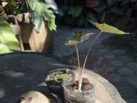 ร้านบ้านเบ้ววว Slope Coffee @แพร่