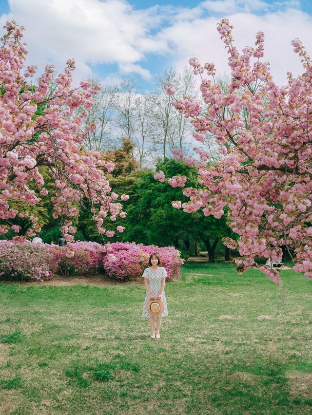 서울근교에서 겹벚꽃 보기 좋은 명소🌸
