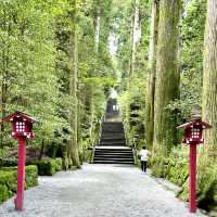 箱根神社でフィトンチッドシャワーを🌲