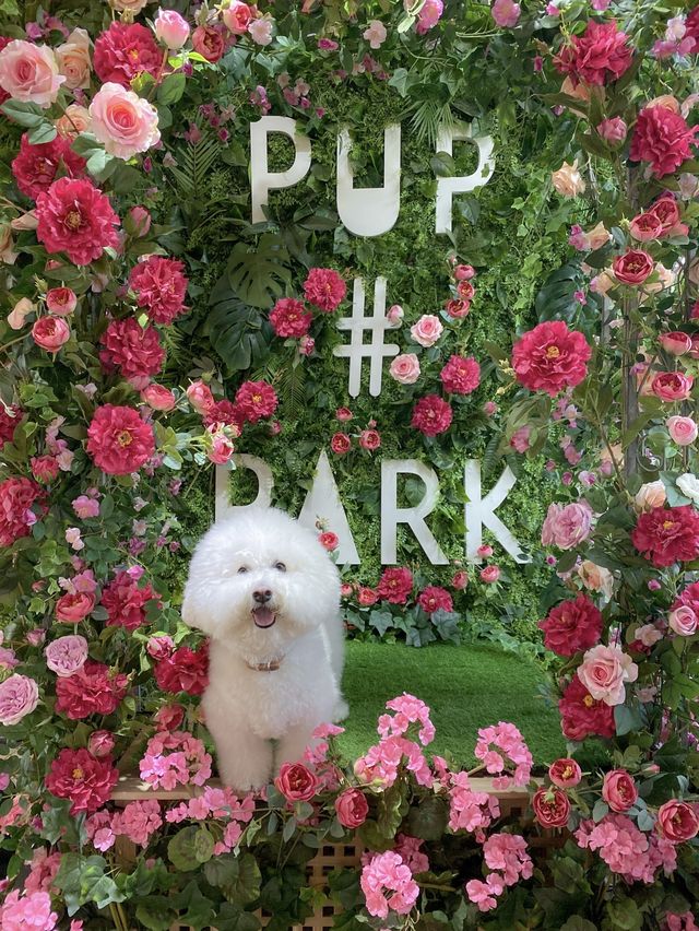 잠실에서 차로 15분! 하남 애견운동장 펖파크🐶