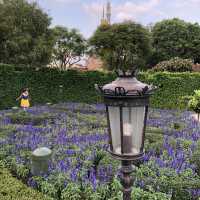 🏰迪士尼樂園賞花攻略🌺