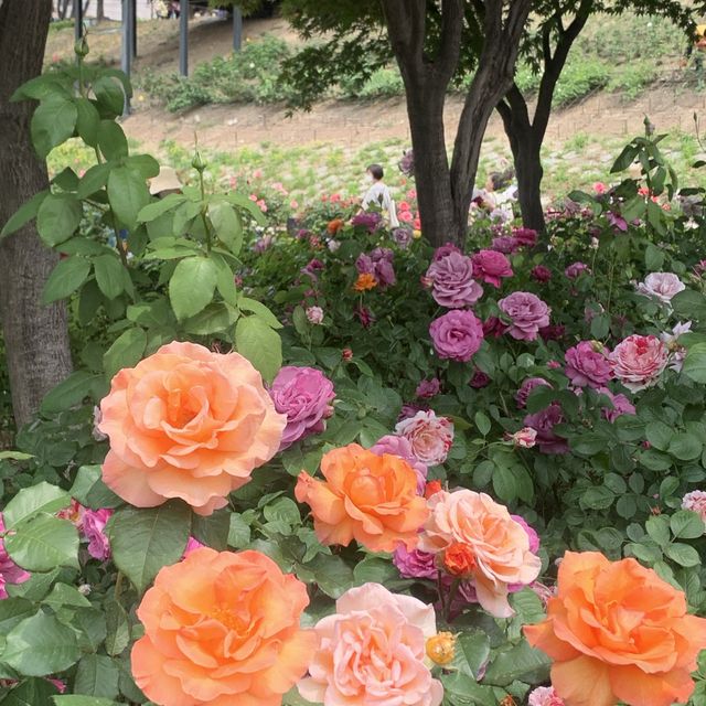 알록달록 장미를 만나볼 수 있는 중랑천 장미 축제 🌹