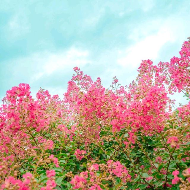 💝 여름의 분홍꽃 배롱나무가 가득한 [경주, 첨성대]