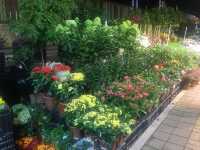 Flowery street 🌹💐🌸🌺🌷🌻🌼