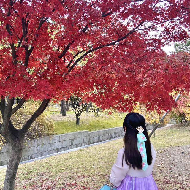 서울 아름다운 가을 단풍 명소, 경복궁 향원정🍁