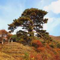 Old pine village guardian tree, Waun Village