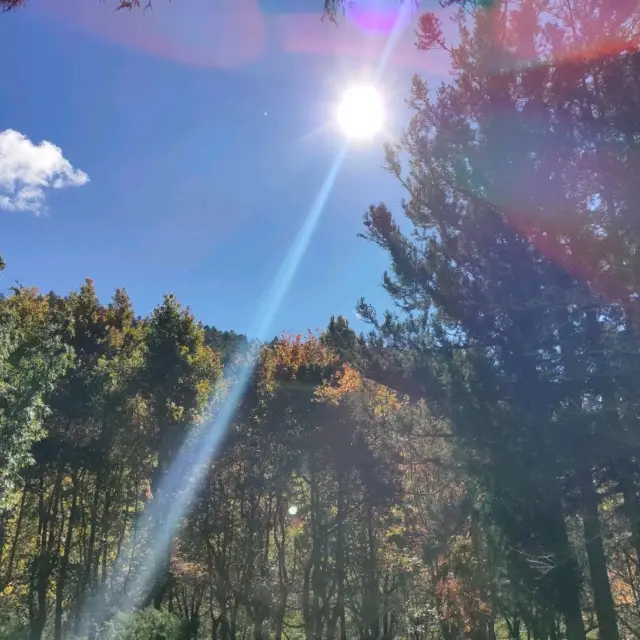 武陵農場-楓紅片片的遊客中心