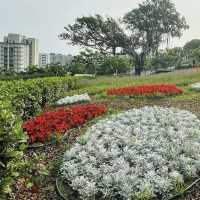 台北三層崎公園花海
