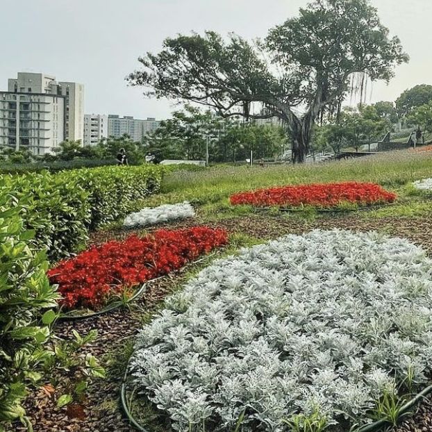 台北三層崎公園花海