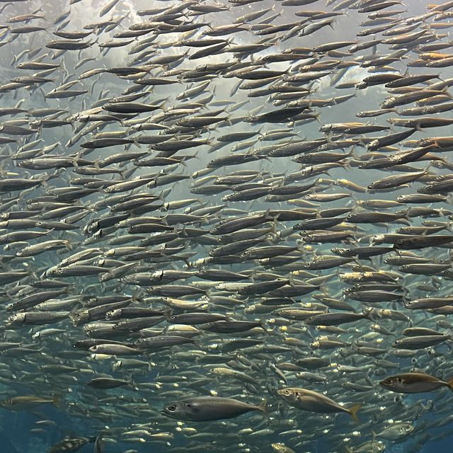 石川県　のとじま水族館