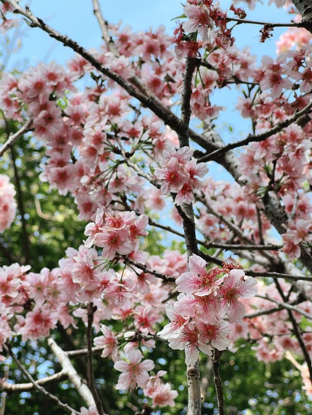 🌸城門谷公園賞櫻攻略🌸