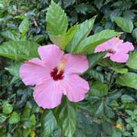 大角咀中式公園賞花｜漸變色橙黃花、烏龜、中式涼亭