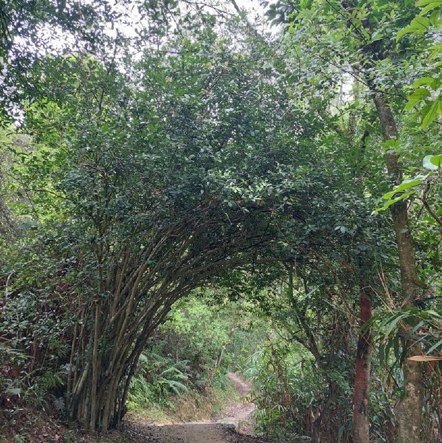 元荃古道遊