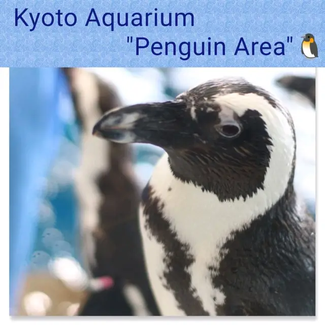 【京都】京都水族館の可愛すぎるペンギンさん✨✨