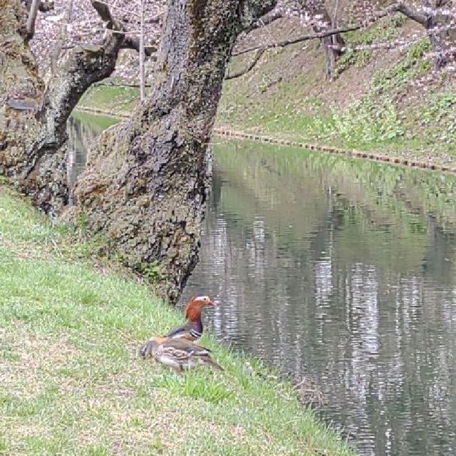 お花見ざんまい