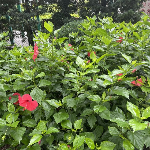 宋王臺花園