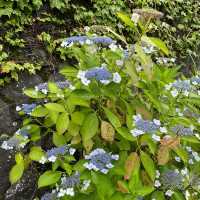 紫陽花の聖地！？〜箱根湯本〜
