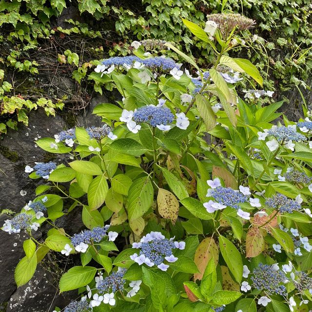 紫陽花の聖地！？〜箱根湯本〜
