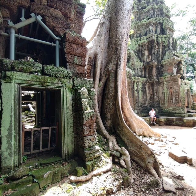 The Trees Roots Temple