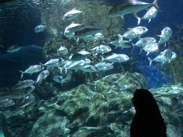 Sea Life Bangkok Ocean World สยามพารากอน