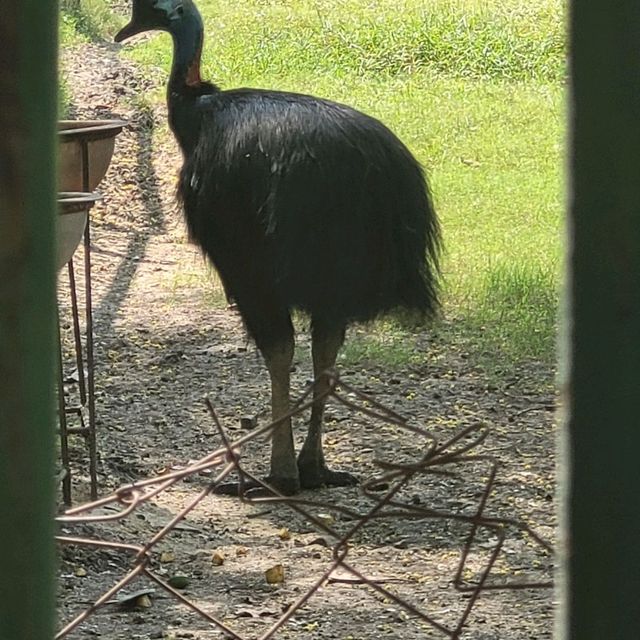 Indore zoo worth one day trip