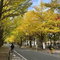 北海道大學賞楓🍁🍁🍁😻😻😻