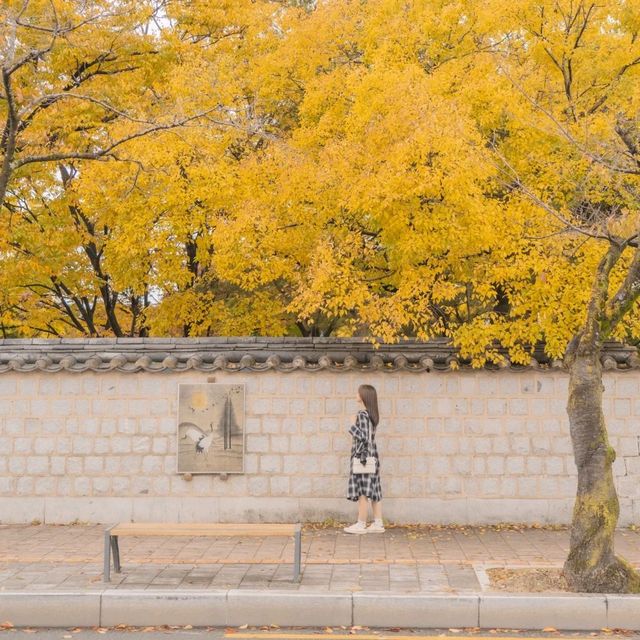 🍂가을을 느끼기 좋은 경주스러운 곳 [경주, 대릉원 돌담길]