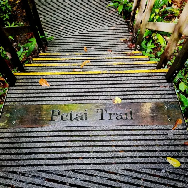 The Macritchie Petai Trial - Photo Ed