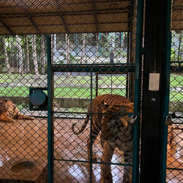 布吉島🐯樂園