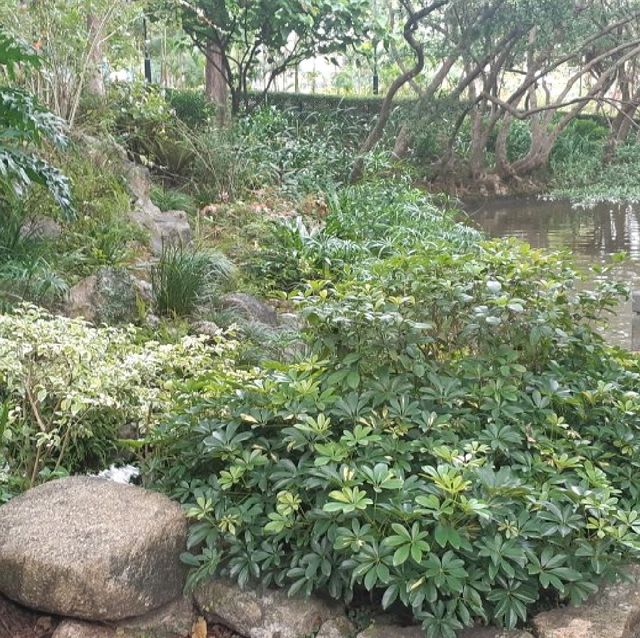 沙田中央公園