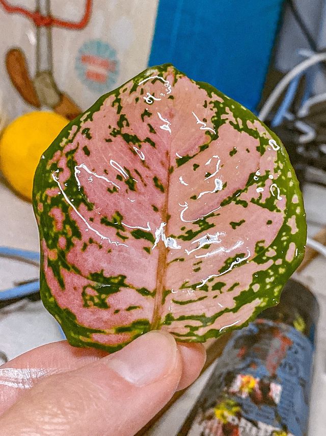美孚也能賞楓葉🍁 非一般嘅親子活動✨