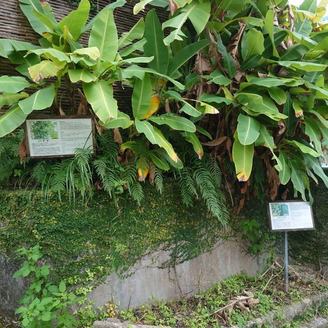 首里金城石畳道「真珠道」