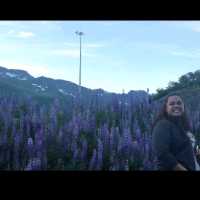 Beautiful View of Lupine flowers in Valdez AK