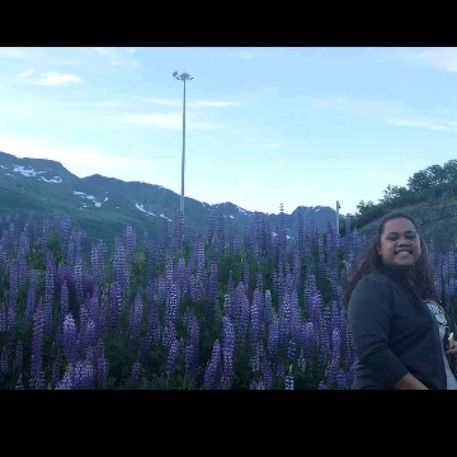 Beautiful View of Lupine flowers in Valdez AK