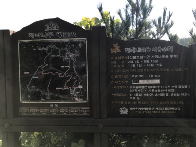 인제의 자작나무숲길