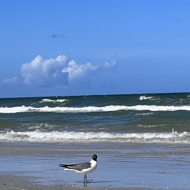 Little Talbot Island in JAX! 