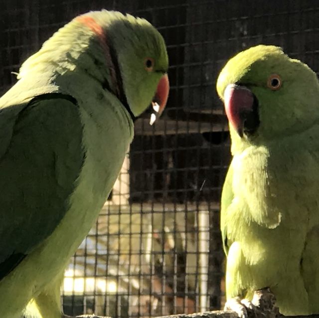 Al Areen Wildlife Park & Reserve