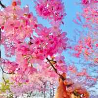 Yongfu Cherry Blossom Garden, Longyan