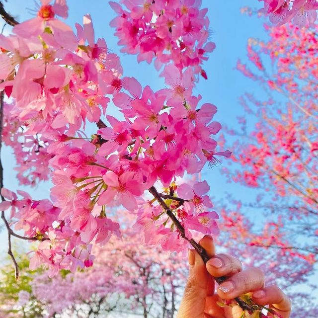 Yongfu Cherry Blossom Garden, Longyan