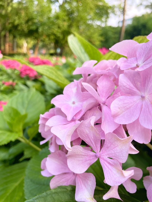 A truly stunning park in Shanghai 
