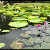 Tropical Botanical Garden 🪴- Xishuangbanna 