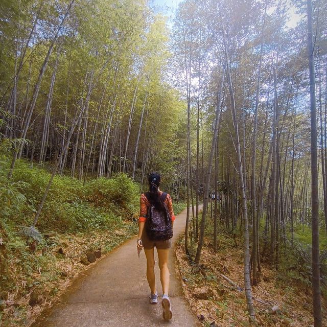 Hiking up through Bamboo Forest 🤟