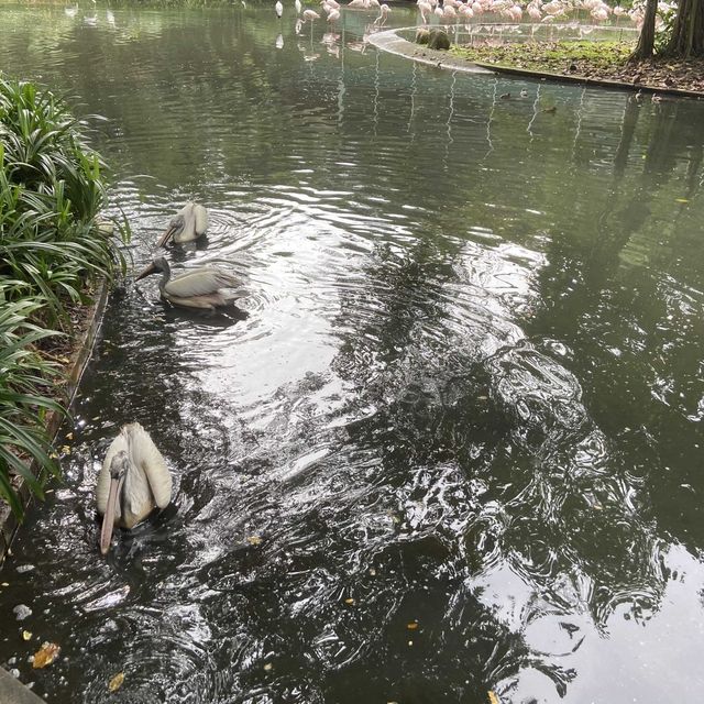 Jurong Bird Park Singapore