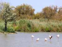 聯合國生物圈保護區法國卡瑪格地區自然公園